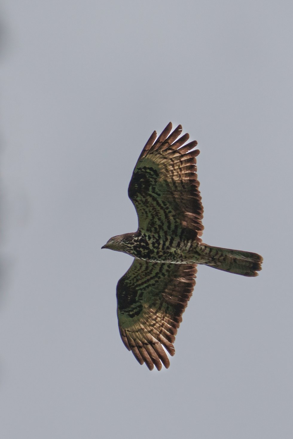 Vogeltrek